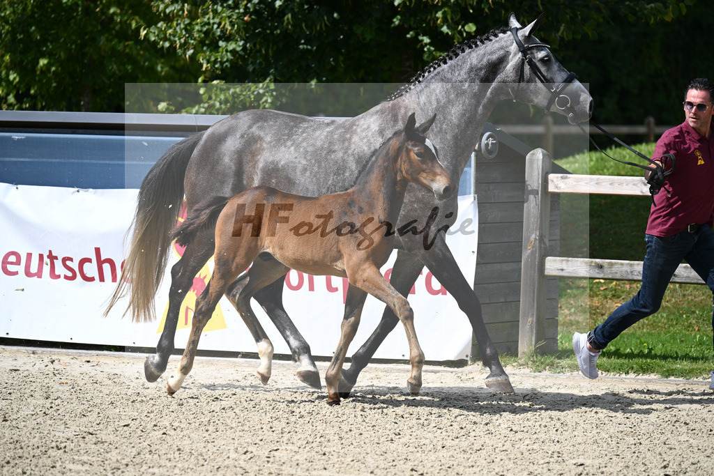Cullinan du Borget B x Dalles VDL_Sanladerer_29240194 | hf-fotografie - Realisiert mit Pictrs.com