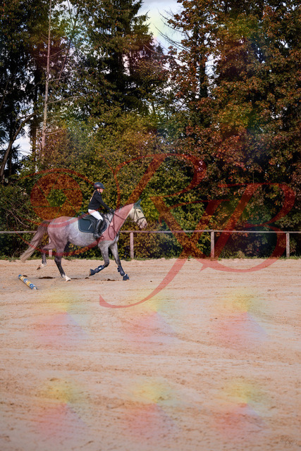 2026_10_03_Siefer-Hof_145035_Z81_28744951 | Professionelle Reitsport-, Turnier- und Eventfotografie von Robert Broda. Galerien mit ausgewählten und bearbeiteten Bildern direkt online ansehen und bestellen.