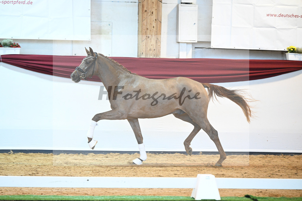 Kat-Nr. 7 v. Bon Courage_Plank_66220087 | hf-fotografie - Realisiert mit Pictrs.com