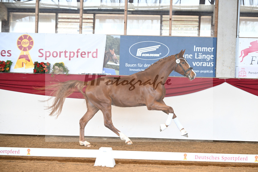 Kat-Nr. 49 Don Quijote v. Don Royal_Beuter_16250237 | hf-fotografie - Realizzato con Pictrs.com