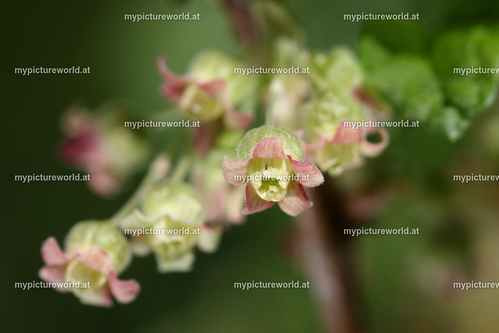 Schwarze Johannisbeere-009 | Das Bilderarchiv über Tiere, Planzen und Landschaften. In der Bilddatenbank finden Sie ein große Auswahl an hochwertigen Bilder für Ihre Werbung - Realisiert mit Pictrs.com