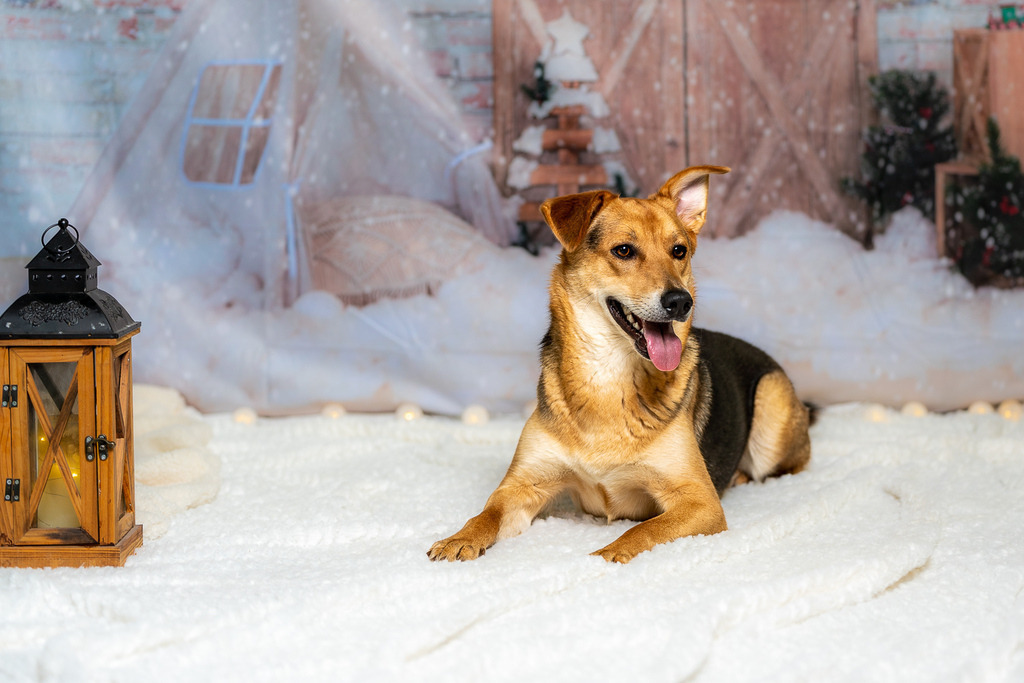 allesWIRTHgut Tierfotografie - AWG03846 | Professionelle Tierfotografie in Mönchengladbach von Daniel Wirth (allesWIRTHgut). Liebevolle & natürliche Bilder von Hunden & Katzen für unvergessliche Erinnerungen.