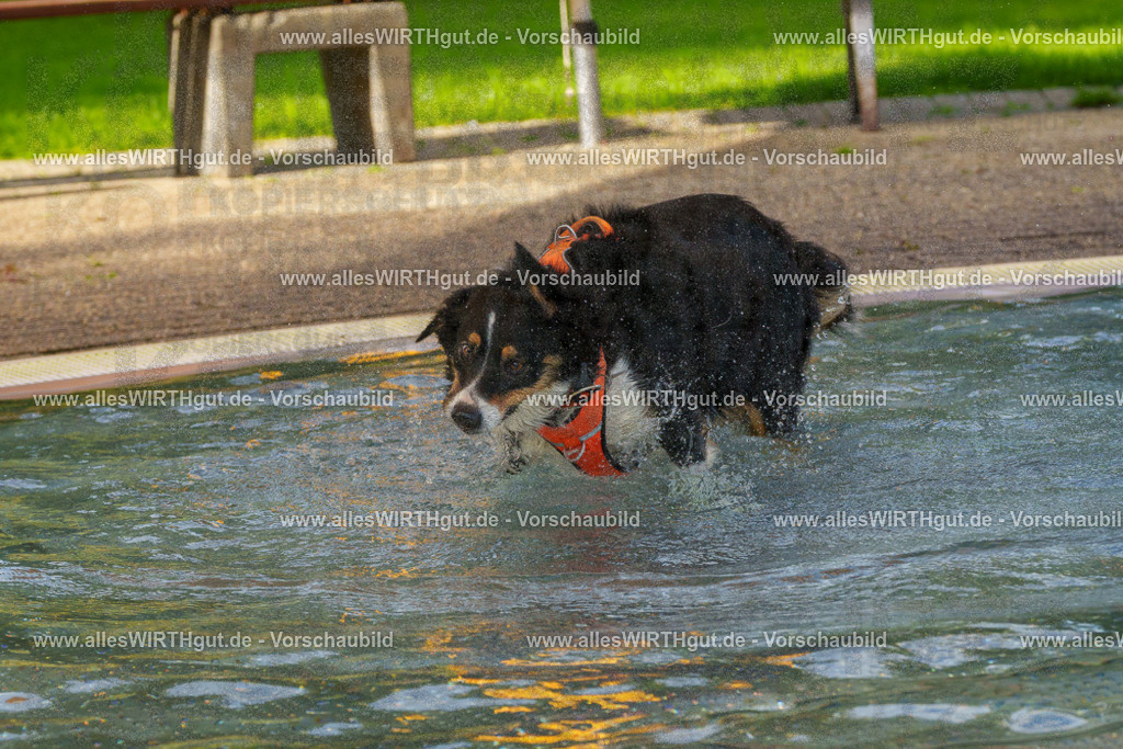 Hundeschwimmen_Grefrath_2026-allesWIRTHgut_Tierfotografie-09_50-FAY07774 | Professionelle Tierfotografie in Mönchengladbach von Daniel Wirth (allesWIRTHgut). Liebevolle & natürliche Bilder von Hunden & Katzen für unvergessliche Erinnerungen.