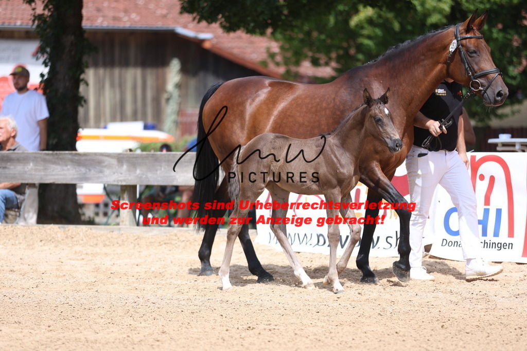 Fohlenschau_Schwäbisch_Hall_dressurbetonte_Fohlen_KN 53_16 | lmwpictures - Realisiert mit Pictrs.com