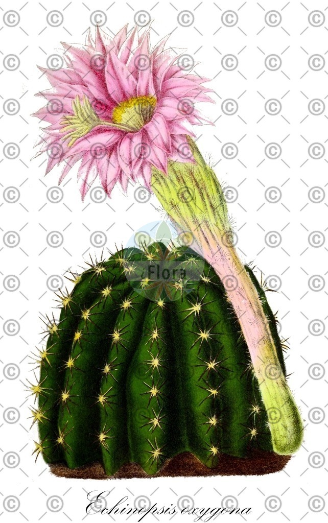 HistAbb_wfo-0000401417_1_ENZY_Simple | Historische Abbildung von Echinopsis oxygona - Cactaceae | Historical Illustration of Echinopsis oxygona - Cactaceae