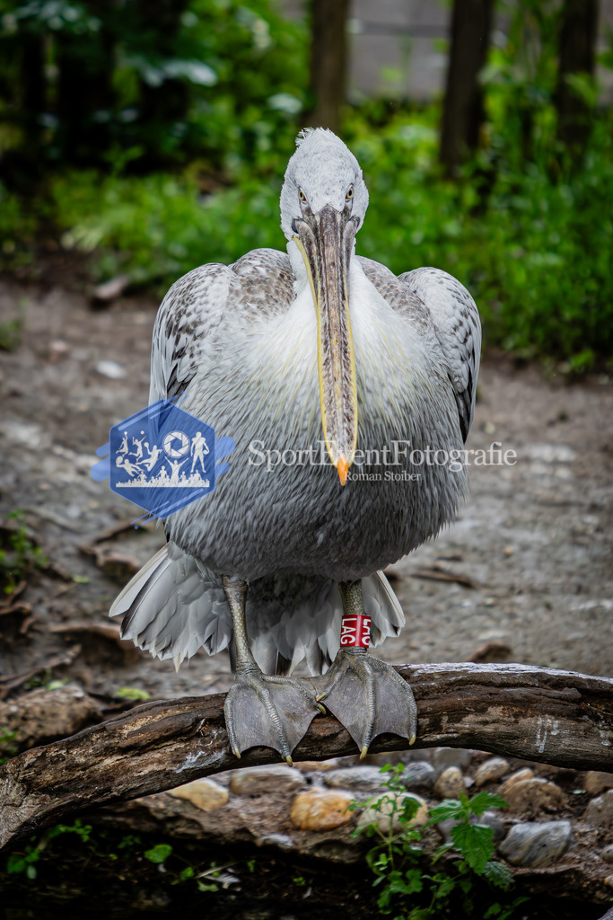 IMG_5788 | SportEventFotografie - Roman Stoiber