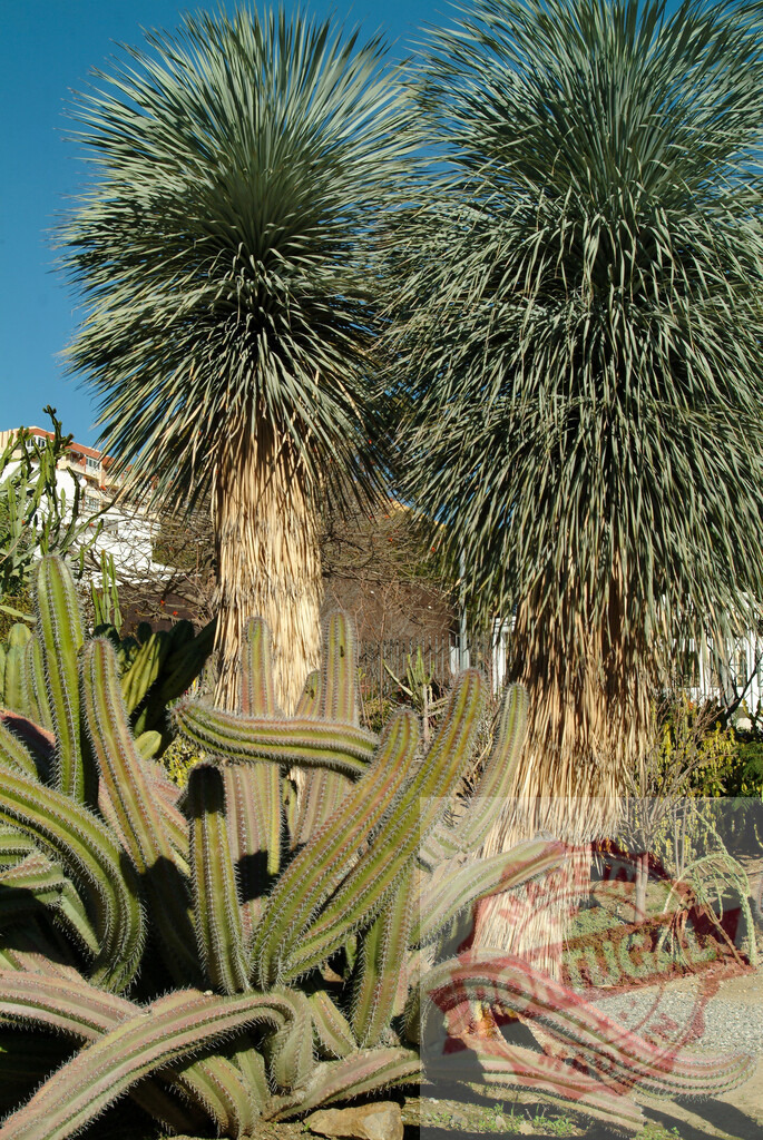 Yucca rostrata and Stenocereus eruca growing in desert garden | Yucca rostrata and creeping devil cactus thriving together under blue sky - Realisiert mit Pictrs.com