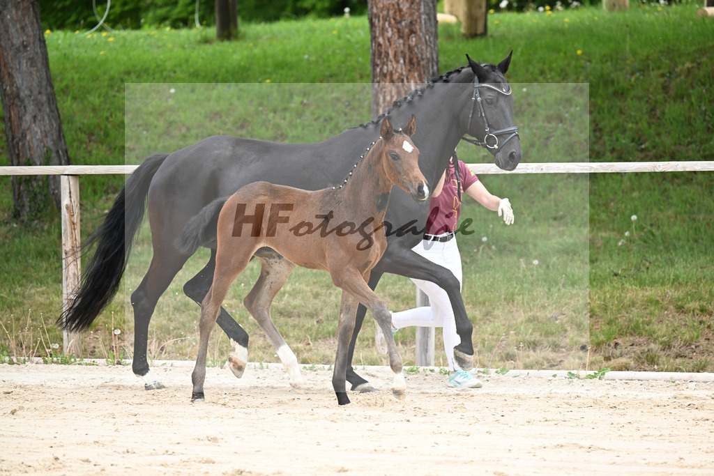 Kat-Nr. 13 SF Debutant PS x Finest_Geyer_24260440 | hf-fotografie - Realisiert mit Pictrs.com
