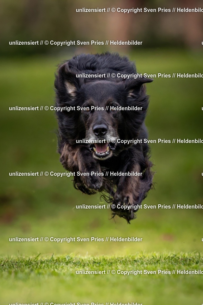 Sven Pries | 2024-09-22 - Hunderennen Baden-BadenPudelverein - Realisiert mit Pictrs.com