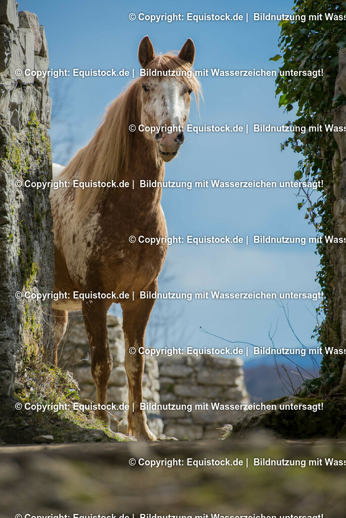 20150405_TOMsPiC_0084 | equistock