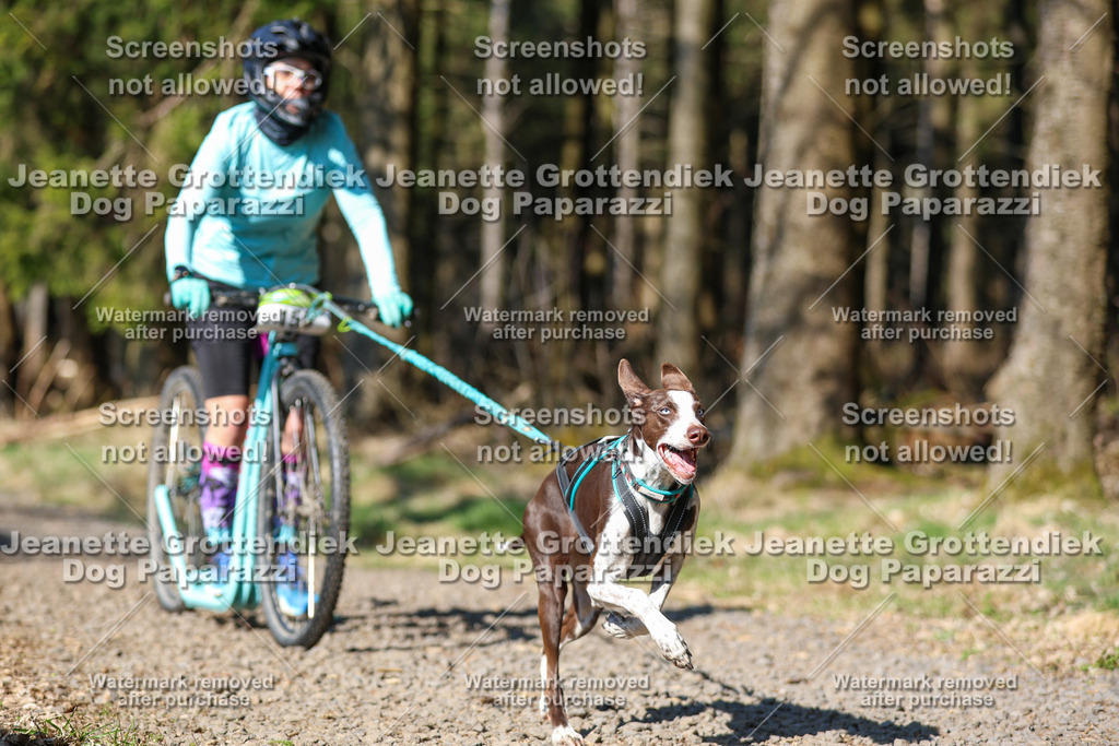 Dog Paparazzi - VCC26-122 | Dog Paparazzi Jeanette Grottendiek Fotografie & Videografie - Realisiert mit Pictrs.com