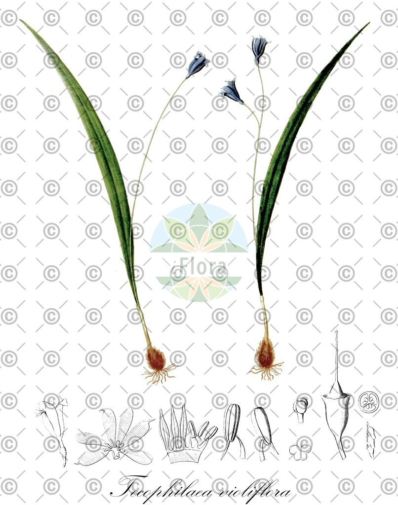 HistAbb_wfo-0001295241_2_ENZY_Simple | Historische Abbildung von Tecophilaea violiflora - Tecophilaeaceae | Historical Illustration of Tecophilaea violiflora - Tecophilaeaceae