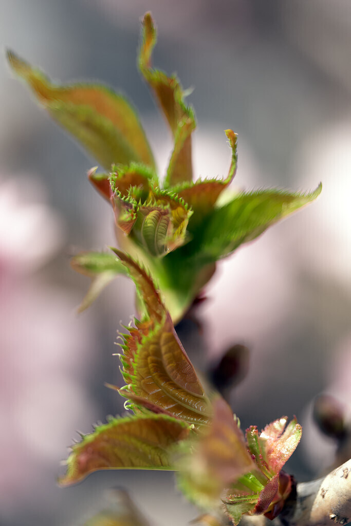 Frühlingserwachen 2 | Die Blätter einer japanischen Kirsche entfalten sich an einem sonnigen Frühlingstag. - Realisiert mit Pictrs.com
