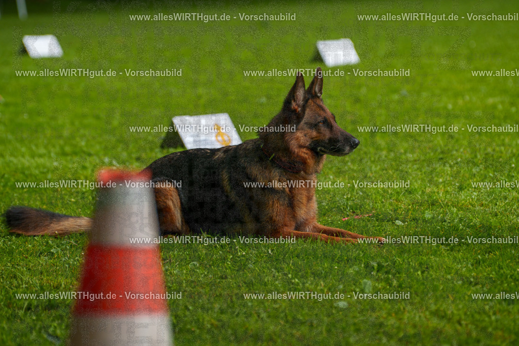 @allesWIRTHgut_Tierfotografie - www.allesWIRTHgut.de - 7R502458 | Professionelle Tierfotografie in Mönchengladbach von Daniel Wirth (allesWIRTHgut). Liebevolle & natürliche Bilder von Hunden & Katzen für unvergessliche Erinnerungen.