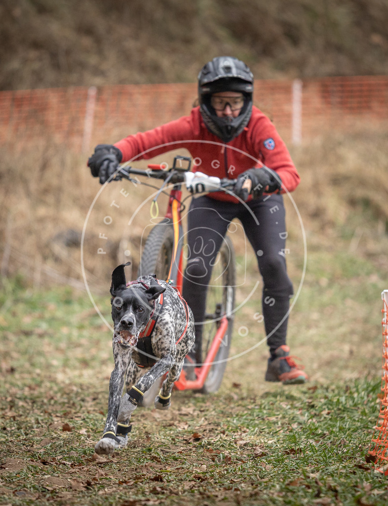 Pfotenfotografie_DV3A6675 | Hundefotografie, Tierfotograf, Pfotenfotografie, Fotoshooting Hund, Hunde Portrait, Hundesport, Hundeportraits, Heideshooting, Hunde, Sportfotograf, Hundefotograf, Turnierhundsport, THS,  - Realisiert mit Pictrs.com