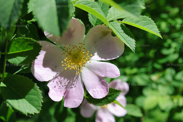 beautiflower | Fotos, Fotos kaufen,  Fotos von Stadt und Land, Fotos von Tieren. - Realisiert mit Pictrs.com