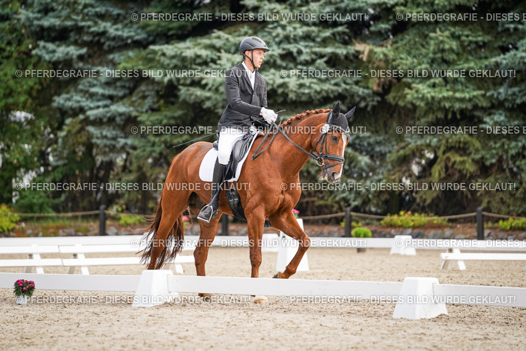 DSC01593 | Pferdegrafie