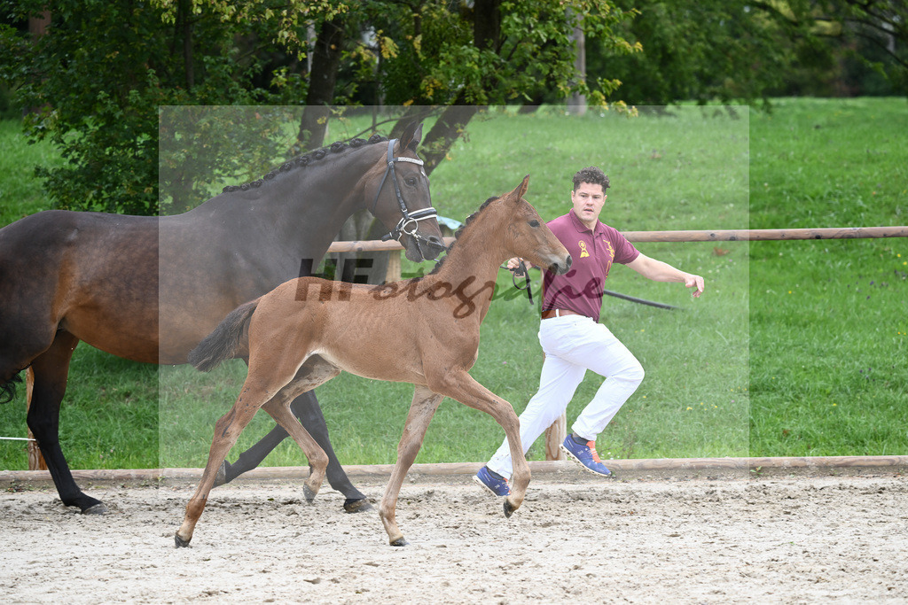 Kat-Nr. nn SF Vitalos_Kopp_25230416 | hf-fotografie - Realisiert mit Pictrs.com