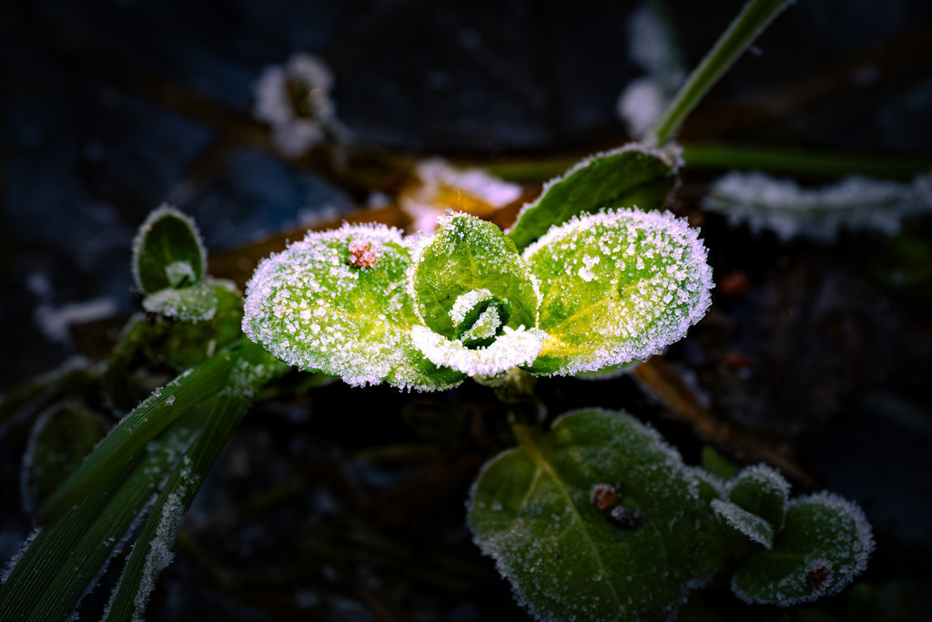 DSCF2481-10 | Tier- & Landschaftsfotografie und Porträtshootings. Entdecke einzigartige Fotokunst als Wandbild, Tasse oder Mauspad – mit Leidenschaft fotografiert - Realisiert mit Pictrs.com