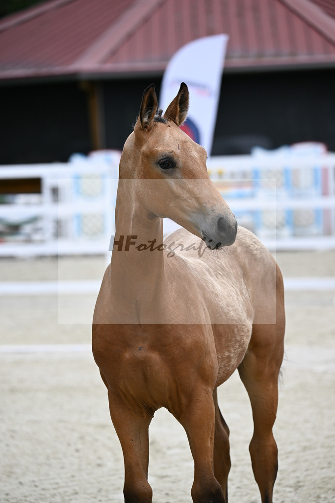 Kat-Nr. 7 Qandide x Rock Forever I_Pollich_25240283 | hf-fotografie - Realisiert mit Pictrs.com