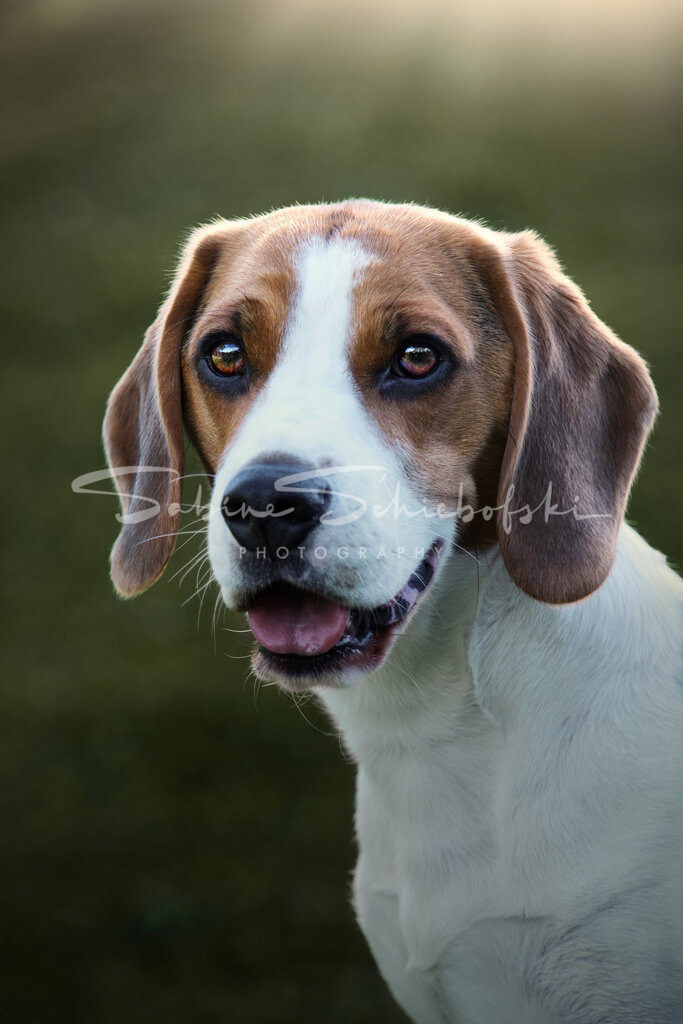 Barney_23-08-112023_08_11_DSCF0894 1 | People- und Tierfotografie, Imageaufnahmen, Veranstaltungsfotografie und Wandbilder aus der Natur ★ Made in Germany ✔️ Druck + Downloads ✔️ Naturfotografie in Top Qualität ★ schneller Versand, weltweite Lieferung! - Realisiert mit Pictrs.com