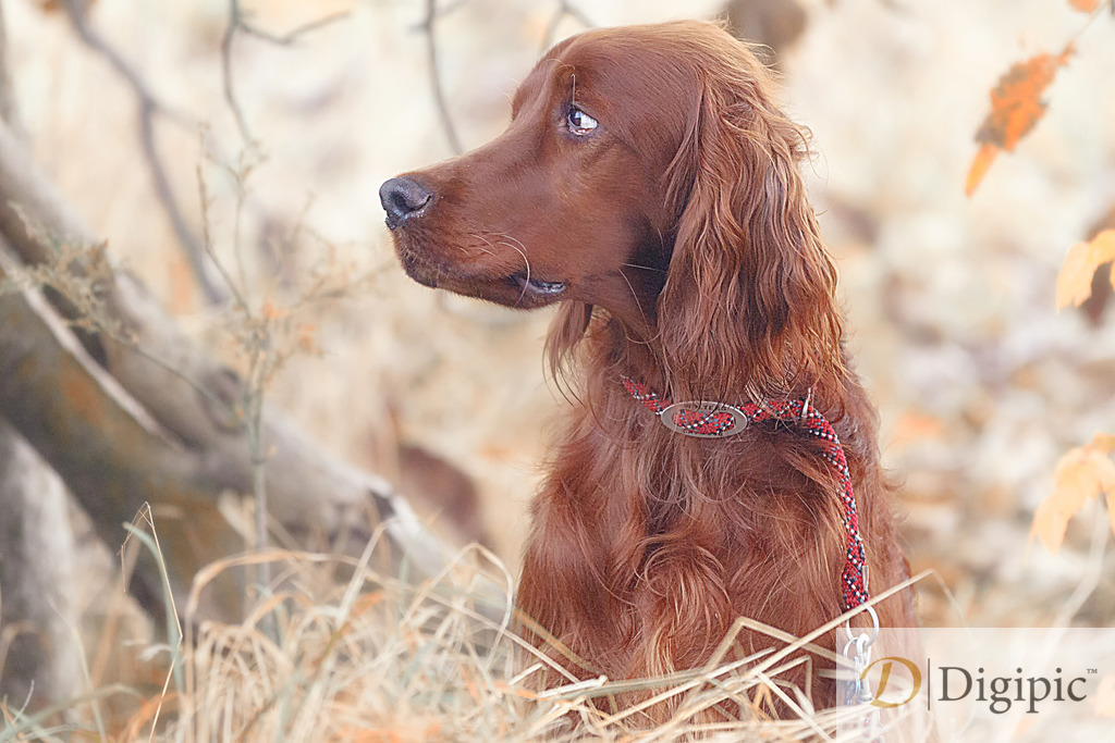 Henry 1 | Alfred Kaipel Fotografen Webseite. Aus Digipic wird Fotografie Kaipel. Weil Fotos inspirieren, ist Fotografie kein Geschäftsmodell, sondern eine Aufgabe und Verpflichtung. Mit Wiener Handschlagqualität bringen wir das Erlebnis in die Welt. - Realisiert mit Pictrs.com