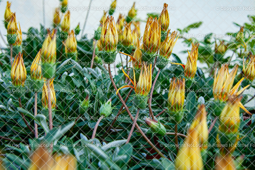 Mittagsgold_Gazania rigens (L.) Gaertn._Familie-Asteraceae | Mittagsgold Gazania rigens (L.) Gaertn. Aus der Familie der Asteraceae - Realisiert mit Pictrs.com
