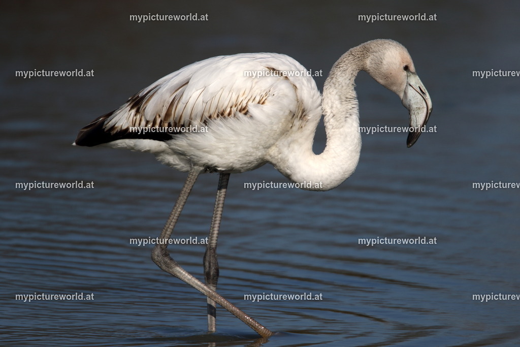 Rosaflamingo-043 | Das Bilderarchiv über Tiere, Planzen und Landschaften. In der Bilddatenbank finden Sie ein große Auswahl an hochwertigen Bilder für Ihre Werbung - Realized with Pictrs.com