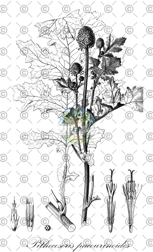 HistAbb_wfo-0000273965_1_ENZY_Simple | Historische Abbildung von Pithecoseris pacourinoides - Asteraceae | Historical Illustration of Pithecoseris pacourinoides - Asteraceae