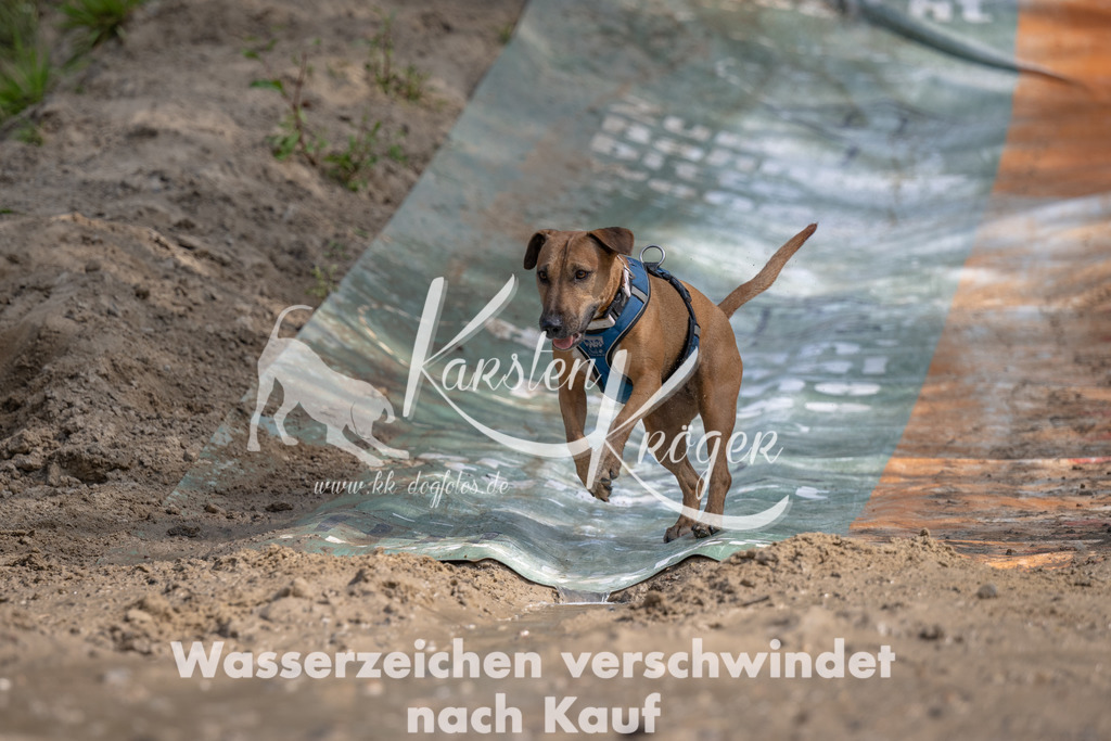 1129_ZZ99921 | kk-dogfotos