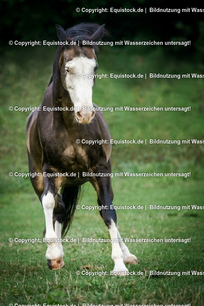 20150820_TOMsPiC_0248 | equistock