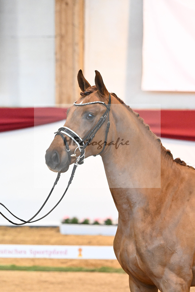 Kat-Nr. 52 Va Bene x Florestano_Kloessinger_43231801 | hf-fotografie - Realisiert mit Pictrs.com