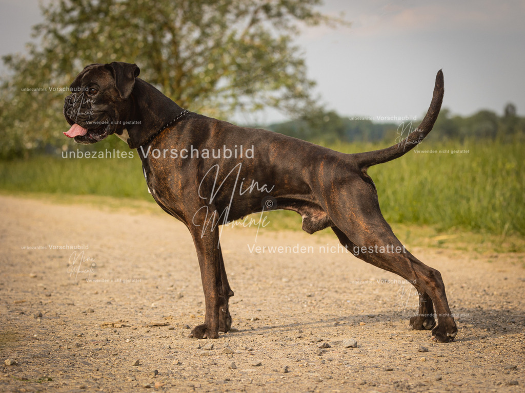 _16A8082-1 | Einzigartige Fotos von Hunden & Menschen –Actionfotos, Portraits, Vereinsaufnahmen & Paarshootings – authentisch, lebendig & mit Herz.