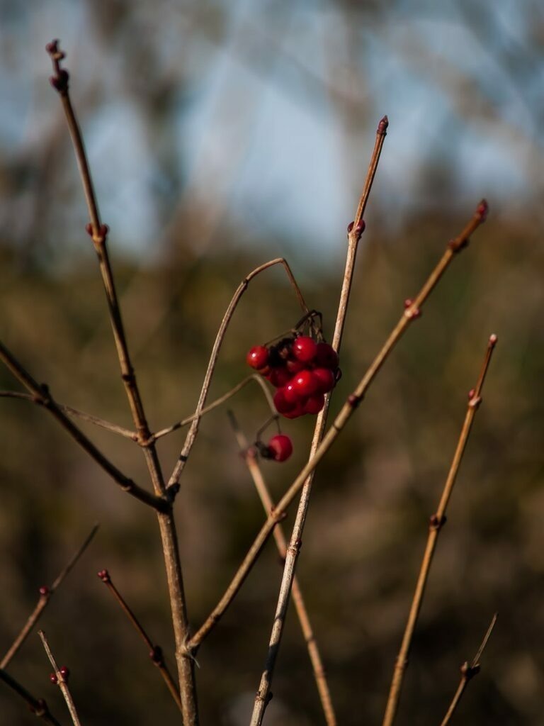 PSX_20221228_224233 | mtkfoto_ - Realisiert mit Pictrs.com