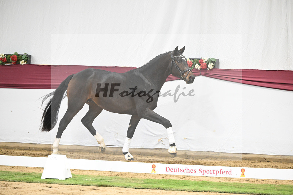 Kat-Nr. 28 Vidar x Zoom_Willi Schneider_47250939 | hf-fotografie - Realisiert mit Pictrs.com