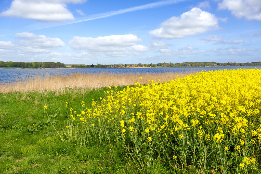Wandbild: Goldene Küstenpracht – Rapsblüte an der Schlei | Die beruhigende Kraft der Natur eingefangen in einem harmonischen Motiv – dieses Wandbild zeigt die Rapsblüte an der Schlei im Frühling. Die sanften Farben und die offene Landschaft schaffen eine entspannte und wohltuende Bildwirkung. Ideal für Wartezimmer, Behandlungsräume oder Empfangsbereiche, um eine stressfreie Atmosphäre zu fördern. - Realisiert mit Pictrs.com