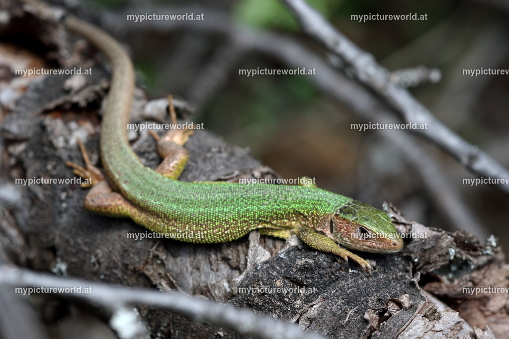 Zauneidechse-042 | Das Bilderarchiv über Tiere, Planzen und Landschaften. In der Bilddatenbank finden Sie ein große Auswahl an hochwertigen Bilder für Ihre Werbung - Realisiert mit Pictrs.com