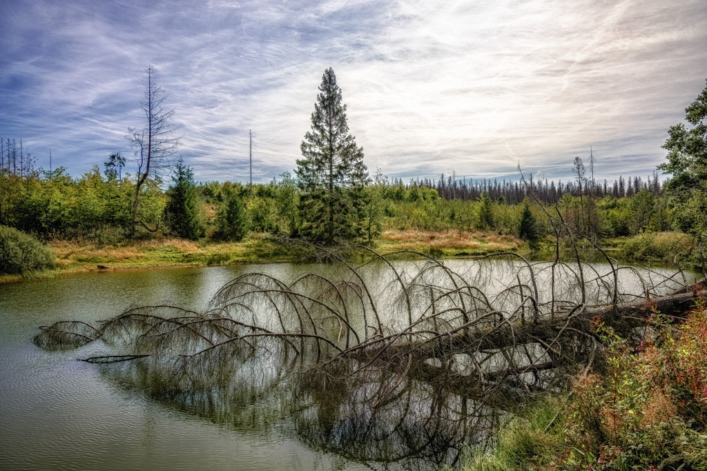 Ein natürlicher See im Nationalpark Harz---Totholz-Sachsen | Das Bild zeigt eine Szenerie im Nationalpark Harz, einer der größten Waldnationalparke Deutschlands, der für seine natürliche Dynamik und Artenvielfalt bekannt ist. Ort: Die Aufnahme entstand in der Bergwildnis des Harzes, einem Mittelgebirge in Niedersachsen und Sachsen-Anhalt. Landschaft: Der Park umfasst ausgedehnte Wälder, Moore und ursprüngliche Bachläufe. Besonderheit: Das Gebiet ist größtenteils als Natura 2000-Gebiet ausgewiesen, um natürliche Prozesse zu schützen und zu bewahren. Aktivitäten: Besucher können die Natur auf rund 600 Kilometern Wanderwegen erkunden.  - Realisiert mit Pictrs.com