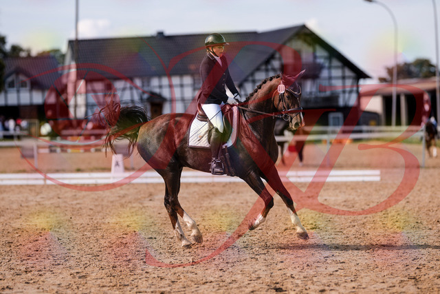 2026_10_03_Siefer-Hof_132537_Z81_77249865 | Professionelle Reitsport-, Turnier- und Eventfotografie von Robert Broda. Galerien mit ausgewählten und bearbeiteten Bildern direkt online ansehen und bestellen.