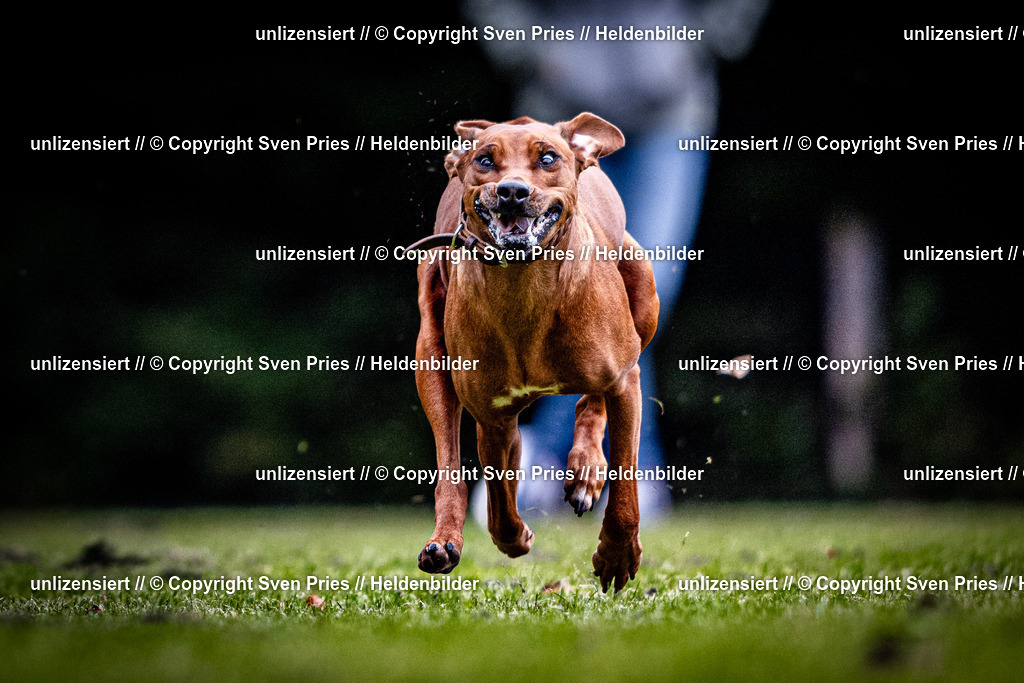 Sven Pries | 2025-10-03 - Hunderennen Obergrombach - Realisiert mit Pictrs.com