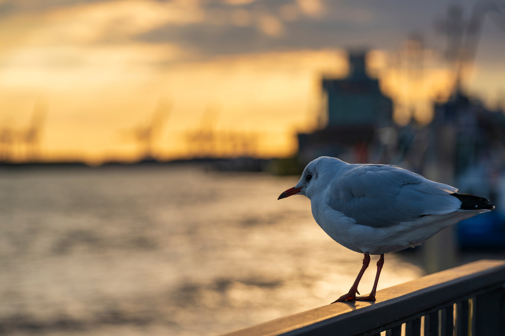 2025_09_11_HH-LANDUNGSBRUECKEN+REEPERBAHN_MCP2331 | Hochwertig gedruckte Fotografien für die Wand, als Kalender und zum Verschenken. Hamburg & Norddeutschland und überall wo ich mit der Kamera unterwegs war.