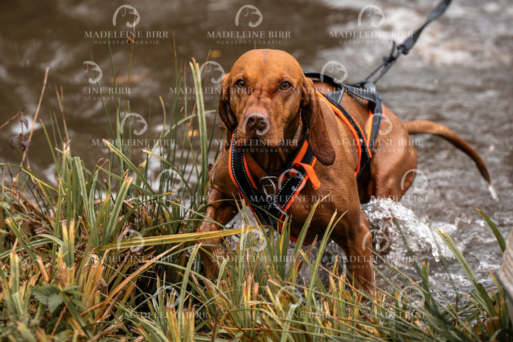 madeleinebirr-fotografie2025.campcanis.11-12Uhr-155 | hundefotografie-birr