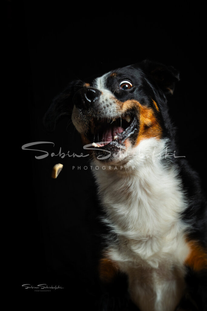 Leckerchen Shooting | People- und Tierfotografie, Imageaufnahmen, Veranstaltungsfotografie und Wandbilder aus der Natur ★ Made in Germany ✔️ Druck + Downloads ✔️ Naturfotografie in Top Qualität ★ schneller Versand, weltweite Lieferung! - Realisiert mit Pictrs.com