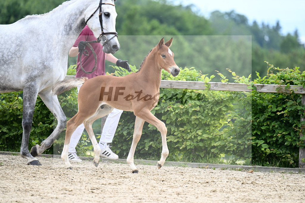 Kat-Nr. 21 Kartals Emerald x Hickstead White_HF_Eder_14250661 | hf-fotografie - Realisiert mit Pictrs.com