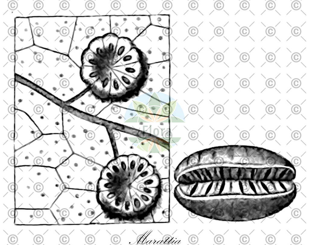 HistAbb_wfo-0001004509_1_ENZY_Simple | Historische Abbildung von Marattia - Marattiaceae | Historical Illustration of Marattia - Marattiaceae