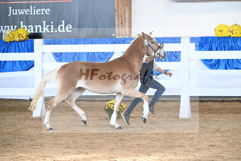 Kat-Nr. 13 Wolverine v. Westwind_Lechner_48250270 | hf-fotografie - Realisiert mit Pictrs.com