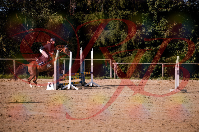 2026_10_03_Siefer-Hof_155822_Z81_78261892 | Professionelle Reitsport-, Turnier- und Eventfotografie von Robert Broda. Galerien mit ausgewählten und bearbeiteten Bildern direkt online ansehen und bestellen.