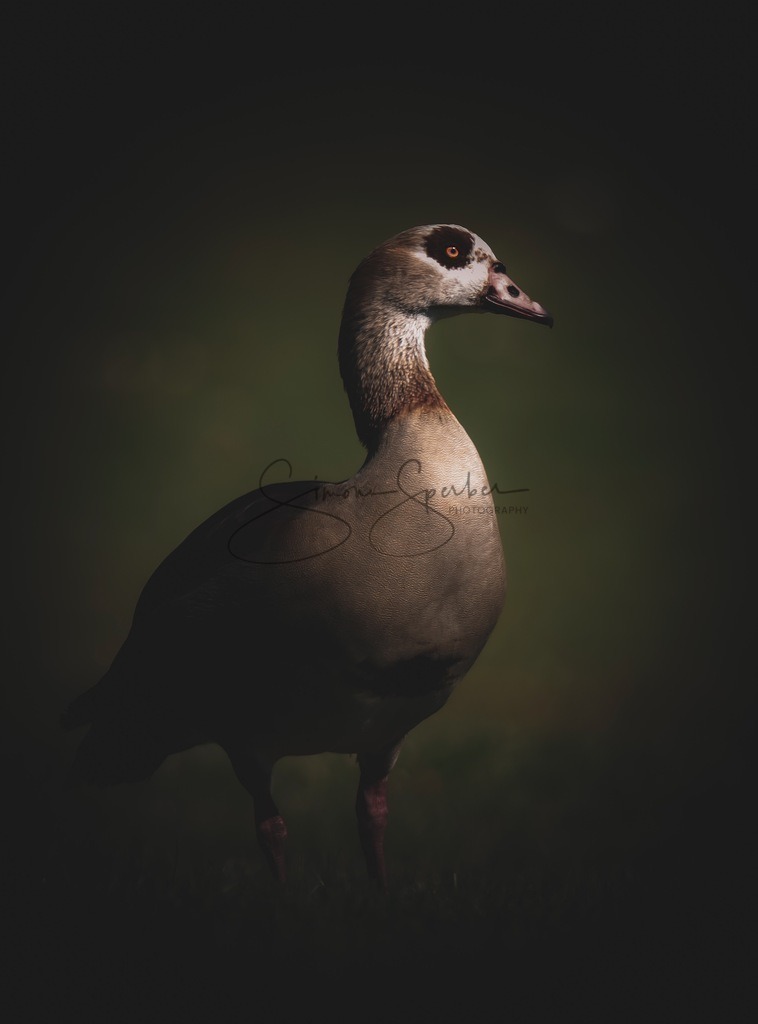 Nilgans | Simone Sperber, svb-photography,Fotografin,Bilddesignerin,Naturfotografie,Macrofotografie,Tierfotografie,Wildtierfotografie,Ausstellungen,Auftragsfotografie,Kunst,Art,Photographer,Shootings,Bildberatbeitung,Galerie,Shop