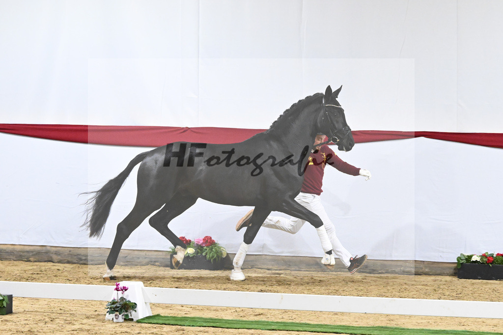 Kat-Nr. 55 v. DSP Bohemian_Casper_63221507 | hf-fotografie - Realisiert mit Pictrs.com