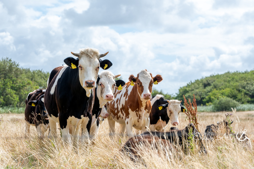 EAF_8770 | Eilun-Art-Fotografie Levke Martens, ihre Fotografin für Immobilien- und Landschaftsfotografie auf Föhr, Föhrer Motive als Poster, Leinwand, hinter Acrylglas oder stelle dir deinen eigenen Monatskalender zusammen, mit nur einem Klick